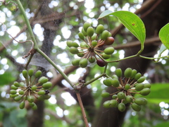 Smilax bracteata