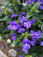 Achetaria azurea