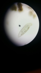 Parameciidae