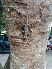 Hemidactylus platyurus