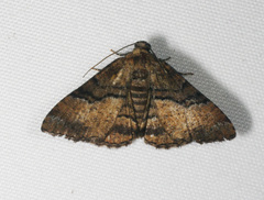 Aporoctena