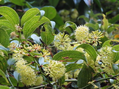 Smilax bracteata