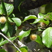 Canary Cheesewood - Photo (c) Bruce McLennan, some rights reserved (CC BY-NC), uploaded by Bruce McLennan