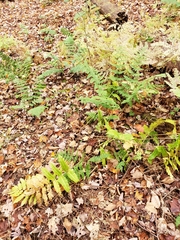 Dryopteris goldieana