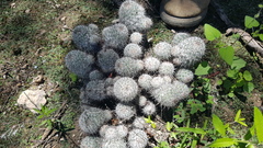 Mammillaria haageana meissneri
