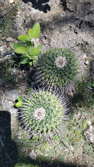 Mammillaria carnea