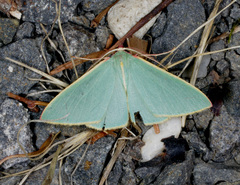 Chlorocoma assimilis