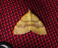 Chrysolarentia correlata