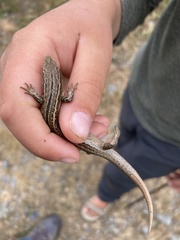 Oligosoma polychroma