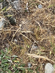 Oligosoma polychroma