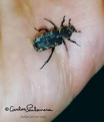 Genuchinus velutinus