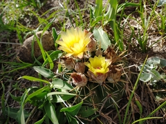 Parodia mammulosa