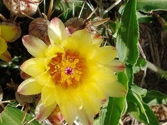 Parodia mammulosa