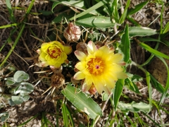 Parodia mammulosa
