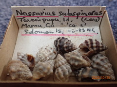 Nassarius subspinosus