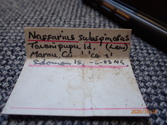 Nassarius subspinosus