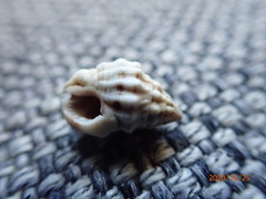 Nassarius subspinosus