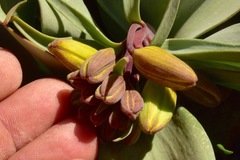 Fritillaria glauca