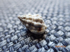 Nassarius subspinosus