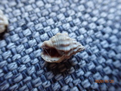 Nassarius subspinosus