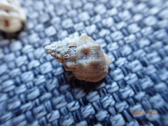 Nassarius subspinosus