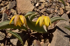 Fritillaria glauca