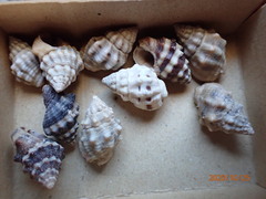 Nassarius subspinosus