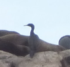 Phalacrocorax neglectus
