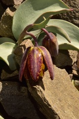 Fritillaria glauca