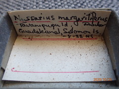 Nassarius margaritifer