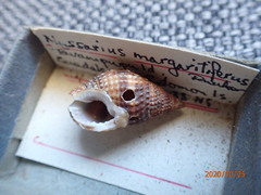 Nassarius margaritifer
