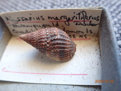 Nassarius margaritifer