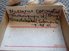 Nassarius coronatus