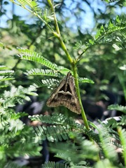Melipotis bisinuata