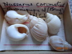 Nassarius coronatus