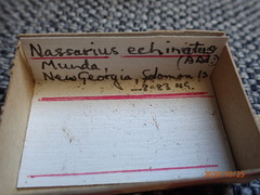 Nassarius echinatus