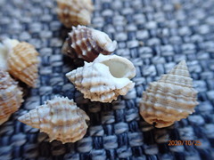 Nassarius echinatus