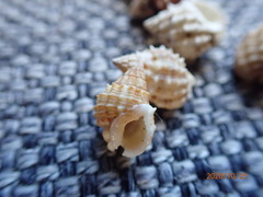 Nassarius echinatus