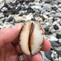 Mauritia arabica asiatica