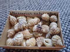 Nassarius echinatus