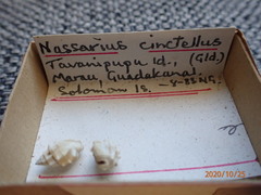 Nassarius cinctellus