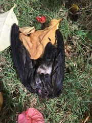 Aerodramus spodiopygius