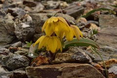 Fritillaria glauca