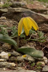 Fritillaria glauca