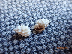 Nassarius cinctellus