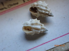 Nassarius cinctellus