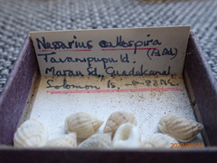 Nassarius callospira