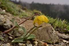 Fritillaria glauca