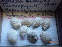 Nassarius callospira