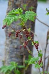 Ribes atropurpureum
